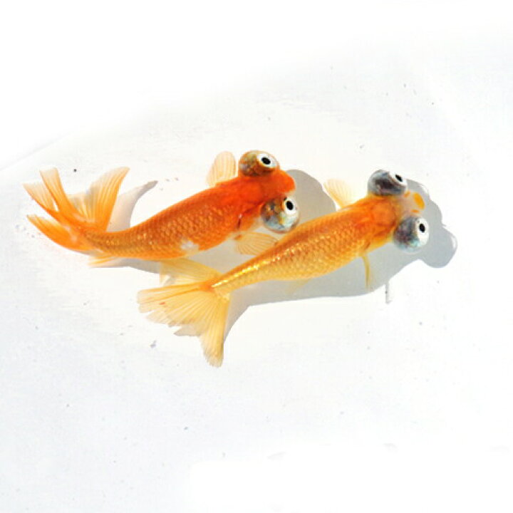 楽天市場 金魚 生体 頂天眼 10 １２cm前後 １匹 木村養魚場 １匹 水槽 熱帯魚 観賞魚 飼育 生体 通販 販売 アクアリウム あくありうむ 小型 ネオス 楽天市場店