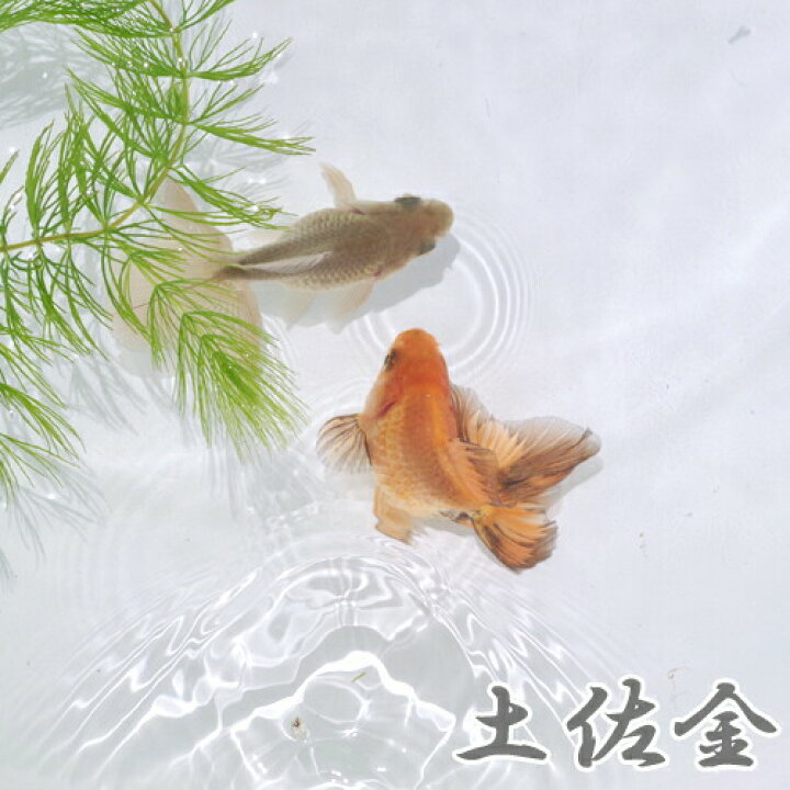 楽天市場 金魚 生体 土佐金 約4 5cm 1匹 水槽 熱帯魚 観賞魚 飼育 生体 通販 販売 アクアリウム あくありうむ 小型 ネオス 楽天市場店 楽天市場 金魚 生体 土佐金 約4 5cm 1匹 水槽 熱帯魚 観賞魚 飼育 生体 通販 販売 アクアリウム あくありうむ 小型 ネオス 楽天市場店