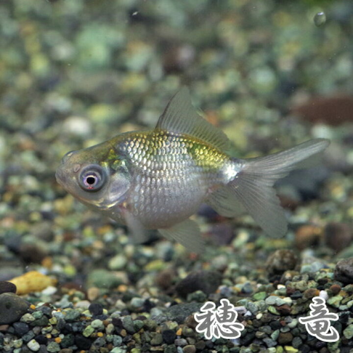 楽天市場】(金魚 生体)国産 穂竜 （約5cm）（1匹）【水槽/熱帯魚/観賞 