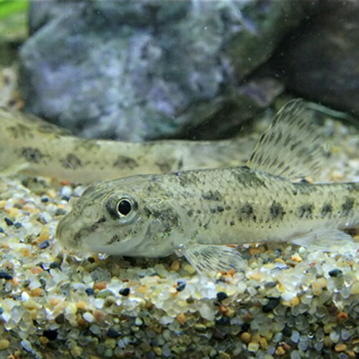 楽天市場 日淡 ツチフキ ５ ６ｃｍ １匹 水槽 熱帯魚 観賞魚 飼育 生体 通販 販売 アクアリウム あくありうむ 小型 ネオス 楽天市場店