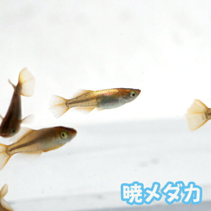 楽天市場 今だけ エサ用ミジンコ付 めだか 暁メダカ 約２cm １匹 水槽 熱帯魚 観賞魚 飼育 生体 通販 販売 アクアリウム あくありうむ 小型 ネオス 楽天市場店