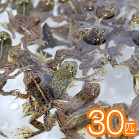 (両生類)アジアウキガエル　（約3cm）（30匹）【水槽/熱帯魚/観賞魚/飼育】【生体】【通販/販売】【アクアリウム/あくありうむ】【小型】