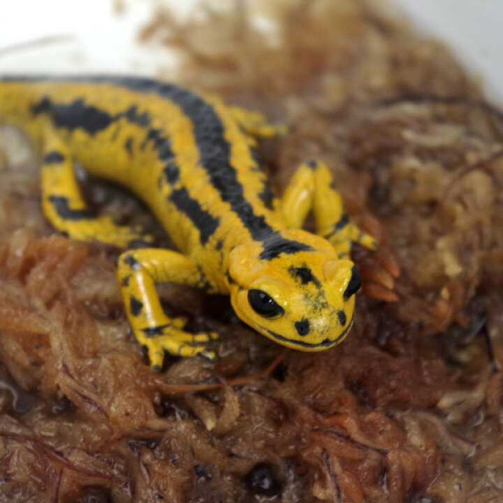 楽天市場 両生類 ベルナルディファイアサラマンダー イベリアファイアサラマンダー Salamandrasalamandra Bernardez 約10cm 1匹 水槽 熱帯魚 観賞魚 飼育 生体 通販 販売 アクアリウム あくありうむ 小型 ネオス 楽天市場店 楽天市場 両生類 ベルナルディファイアサラマンダー イベリアファイアサラマンダー Salamandrasalamandra Bernardez 約10cm 1匹 水槽 熱帯魚 観賞魚 飼育 生体 通販 販売 アクアリウム あくありうむ 小型 ネオス 楽天市場店