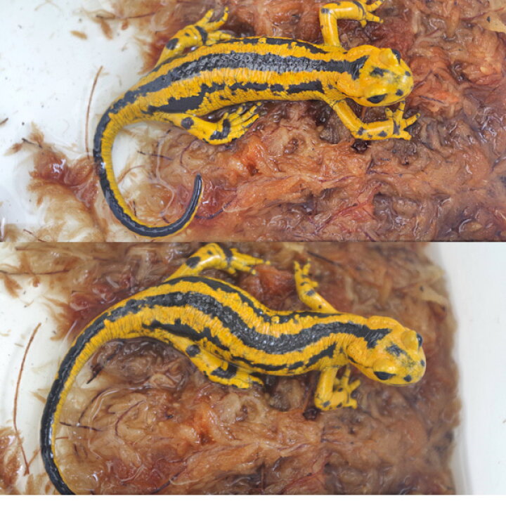 楽天市場 両生類 ベルナルディファイアサラマンダー イベリアファイアサラマンダー Salamandrasalamandra Bernardez 約10ｃｍ 1匹 水槽 熱帯魚 観賞魚 飼育 生体 通販 販売 アクアリウム あくありうむ 小型 ネオス 楽天市場店