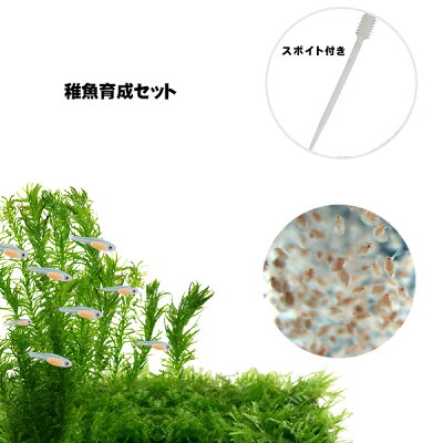 (熱帯魚活餌)(オススメ)タマミジンコ800ml(200匹〜)+ダフニアミジンコ800ml(200匹〜)