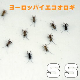 お取り寄せ（3－4営業日）　餌昆虫　 ヨーロッパイエコオロギ SSサイズ　300匹+【代引き不可】【冬季航空便地域発送不可】　活餌　爬虫類　両生類　小動物