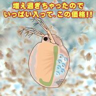 (活餌)( オススメ)送料無料タマミジンコ　1000ml　約1000匹～　（1袋）