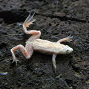 (両生類)ゴールデンヒメツメガエル　（約2cm）（1匹）【水槽/熱帯魚/観賞魚/飼育】【生体】【通販/販売】【アクアリウ…