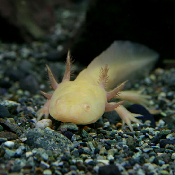 楽天市場 両生類 ウーパールーパー ゴールデン 約８cm １匹 水槽 熱帯魚 観賞魚 飼育 生体 通販 販売 アクアリウム あくありうむ 小型 ネオス 楽天市場店