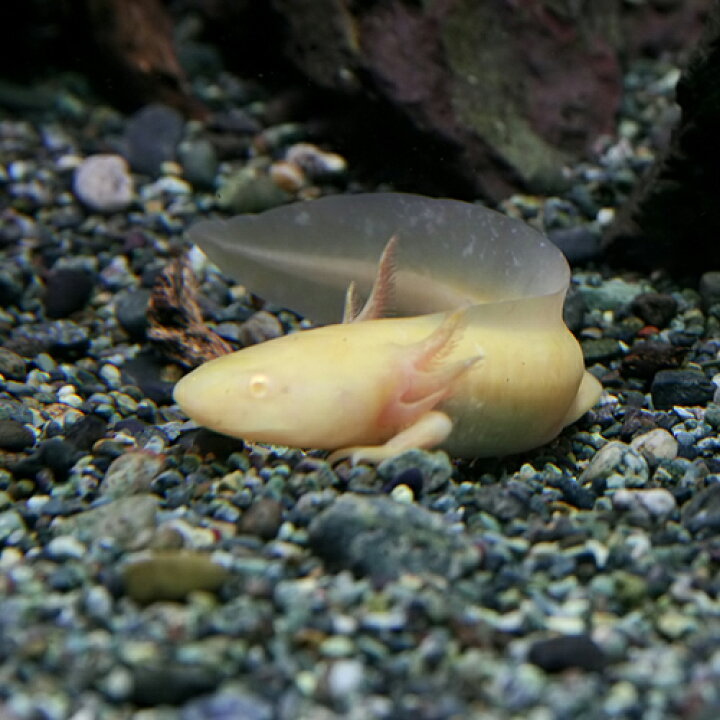 楽天市場 両生類 ウーパールーパー ゴールデン 約８cm １匹 水槽 熱帯魚 観賞魚 飼育 生体 通販 販売 アクアリウム あくありうむ 小型 ネオス 楽天市場店