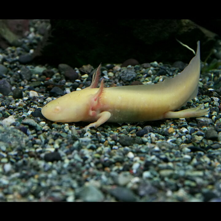 楽天市場 両生類 ウーパールーパー ゴールデン 約８cm １匹 水槽 熱帯魚 観賞魚 飼育 生体 通販 販売 アクアリウム あくありうむ 小型 ネオス 楽天市場店