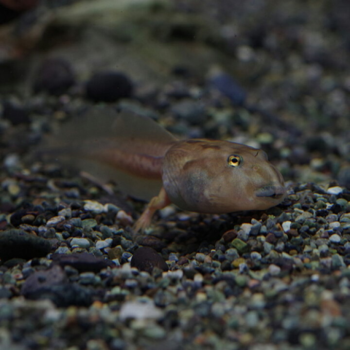 楽天市場 両生類 クランウェルツノガエル ペパーミント おたまじゃくし 約4cm 1匹 水槽 熱帯魚 観賞魚 飼育 生体 通販 販売 アクアリウム あくありうむ 小型 ネオス 楽天市場店 楽天市場 両生類 クランウェルツノガエル ペパーミント おたまじゃくし 約4cm 1匹 水槽 熱帯魚 観賞魚 飼育 生体 通販 販売 アクアリウム あくありうむ 小型 ネオス 楽天市場店