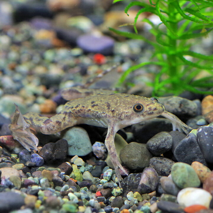 楽天市場 両生類 アフリカツメガエル 約３ ４cm １匹 水槽 熱帯魚 観賞魚 飼育 生体 通販 販売 アクアリウム あくありうむ 小型 ネオス 楽天市場店