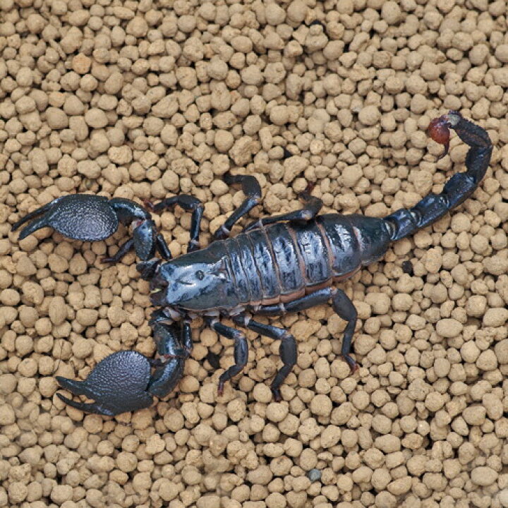 楽天市場】(昆虫)ダイオウサソリ （約10cm）（1匹）【水槽/熱帯魚 