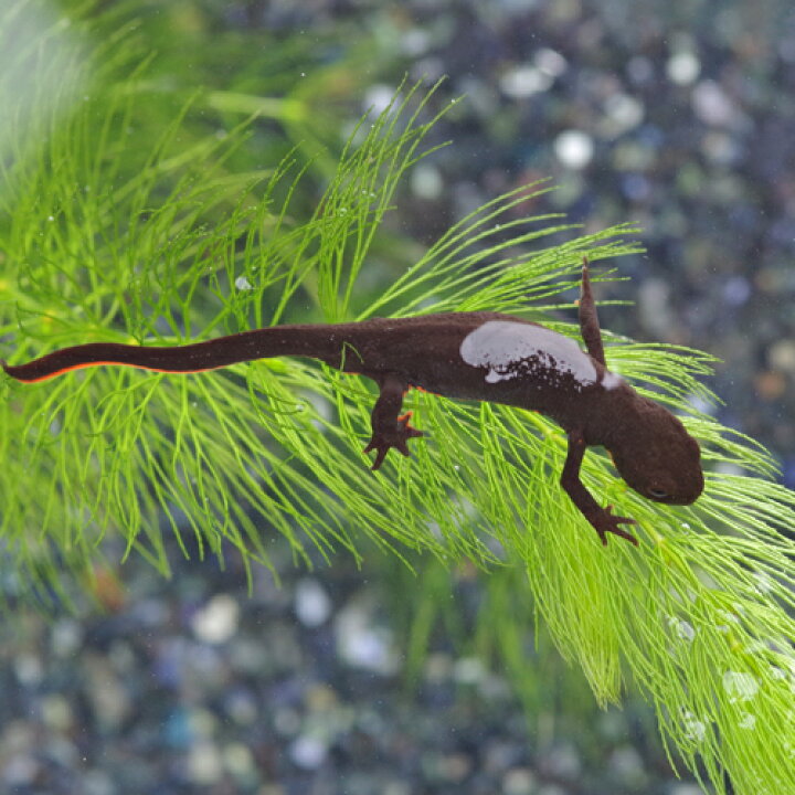楽天市場 両生類 シナイモリ 約6cm 1匹 水槽 熱帯魚 観賞魚 飼育 生体 通販 販売 アクアリウム あくありうむ ネオス 楽天市場店 楽天市場 両生類 シナイモリ 約6cm 1匹 水槽 熱帯魚 観賞魚 飼育 生体 通販 販売 アクアリウム あくありうむ ネオス 楽天市場店