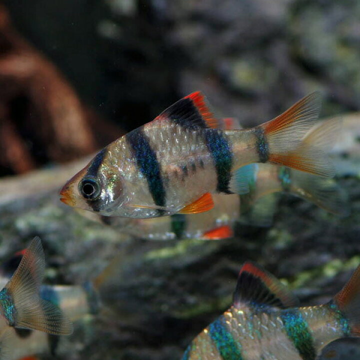 楽天市場 熱帯魚 生体 スマトラ 約２cm ６匹 ねったいぎょ 水槽 熱帯魚 観賞魚 飼育 生体 通販 販売 アクアリウム あくありうむ 小型 ネオス 楽天市場店