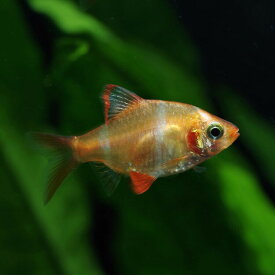 楽天市場 熱帯魚 スマトラの通販