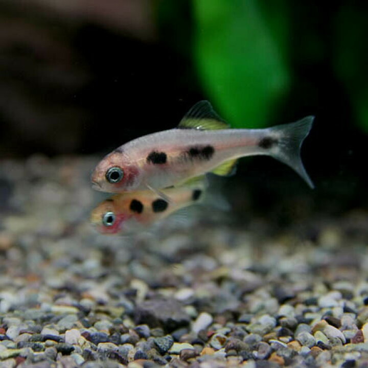楽天市場 熱帯魚 生体 バタフライバルブ 約２ ３cm １ペア 水槽 熱帯魚 観賞魚 飼育 生体 通販 販売 アクアリウム あくありうむ 小型 ネオス 楽天市場店