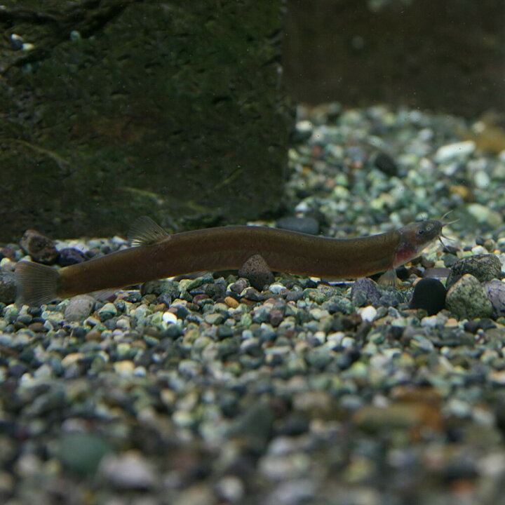 楽天市場 熱帯魚 生体 ブラッククーリーローチ 約６cm １匹 水槽 熱帯魚 観賞魚 飼育 生体 通販 販売 アクアリウム あくありうむ 小型 ネオス 楽天市場店