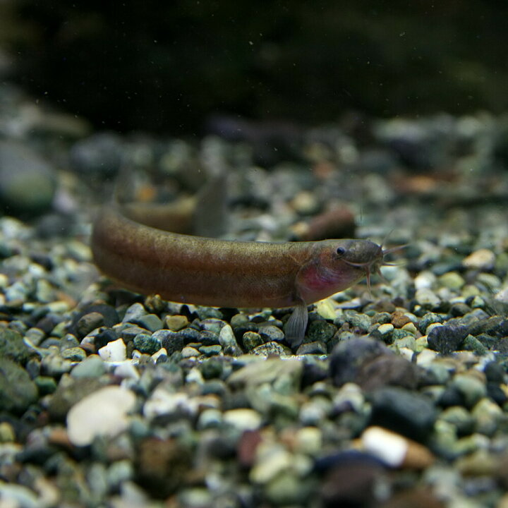 楽天市場 熱帯魚 生体 ブラッククーリーローチ 約６cm １匹 水槽 熱帯魚 観賞魚 飼育 生体 通販 販売 アクアリウム あくありうむ 小型 ネオス 楽天市場店