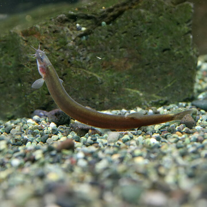 楽天市場 熱帯魚 生体 ブラッククーリーローチ 約６cm １匹 水槽 熱帯魚 観賞魚 飼育 生体 通販 販売 アクアリウム あくありうむ 小型 ネオス 楽天市場店