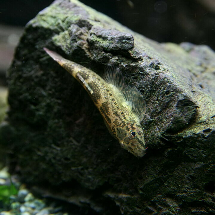 楽天市場 熱帯魚 生体 ミャンマーリザードフィッシュ 約３cm １匹 水槽 熱帯魚 観賞魚 飼育 生体 通販 販売 アクアリウム あくありうむ 小型 ネオス 楽天市場店