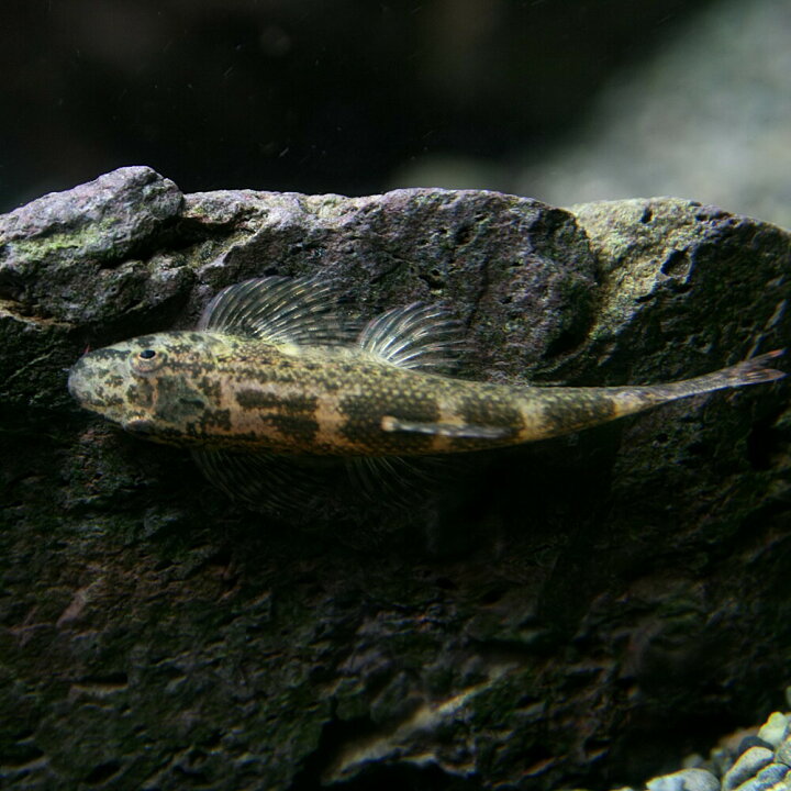 楽天市場 熱帯魚 生体 ミャンマーリザードフィッシュ 約３cm １匹 水槽 熱帯魚 観賞魚 飼育 生体 通販 販売 アクアリウム あくありうむ 小型 ネオス 楽天市場店
