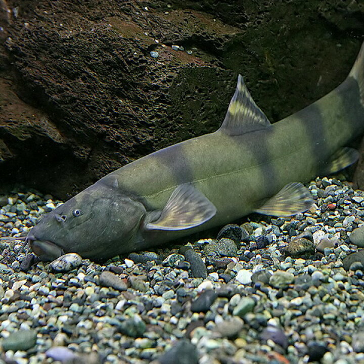 楽天市場 熱帯魚 生体 ロイヤルローチ 約１2cm １匹 水槽 熱帯魚 観賞魚 飼育 生体 通販 販売 アクアリウム あくありうむ 小型 ネオス 楽天市場店