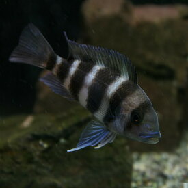 楽天市場 フロントーサ 観賞魚 熱帯魚 アクアリウム ペット ペットグッズの通販 楽天市場 フロントーサ 観賞魚 熱帯魚 アクアリウム ペット ペットグッズの通販