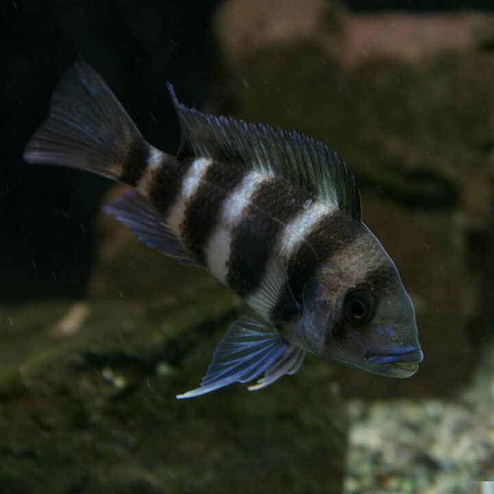 楽天市場 熱帯魚 生体 キフォテラピア フロントーサ ブルンディー 約7cm 1匹 水槽 熱帯魚 観賞魚 飼育 生体 通販 販売 アクアリウム あくありうむ 小型 ネオス 楽天市場店 楽天市場 熱帯魚 生体 キフォテラピア フロントーサ ブルンディー 約7cm 1匹 水槽 熱帯魚 観賞魚 飼育 生体 通販 販売 アクアリウム あくありうむ 小型 ネオス 楽天市場店