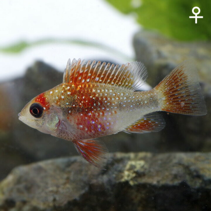 楽天市場 熱帯魚 生体 ニューレインボーラミレジ 約3 4cm 1ペア 水槽 熱帯魚 観賞魚 飼育 生体 通販 販売 アクアリウム あくありうむ 小型 ネオス 楽天市場店 楽天市場 熱帯魚 生体 ニューレインボーラミレジ 約3 4cm 1ペア 水槽 熱帯魚 観賞魚 飼育 生体 通販 販売 アクアリウム あくありうむ 小型 ネオス 楽天市場店