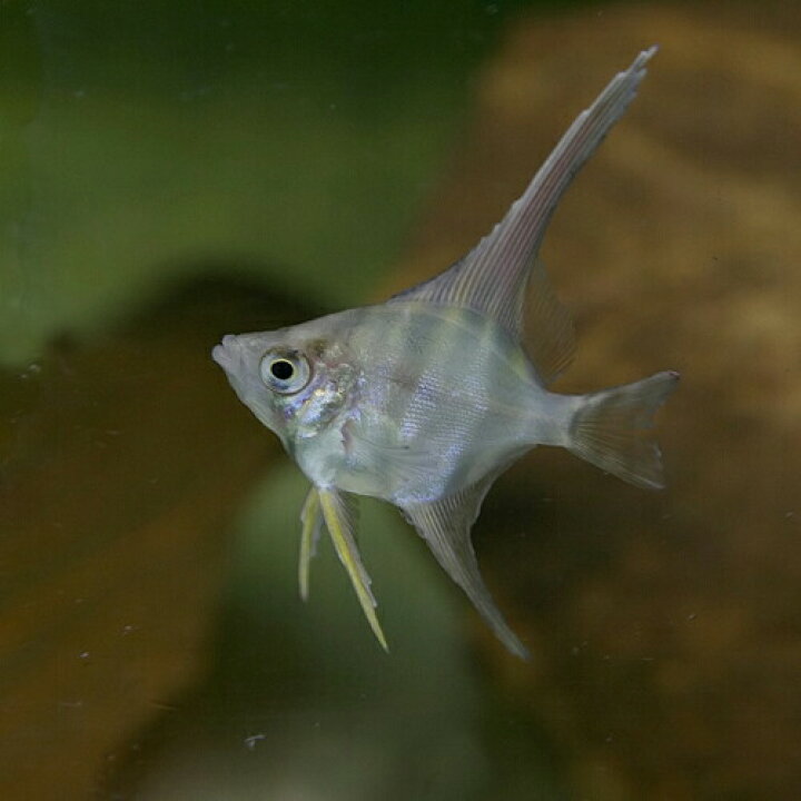 楽天市場】(熱帯魚 生体)コロンビア アルタムエンゼル【ワイルド 