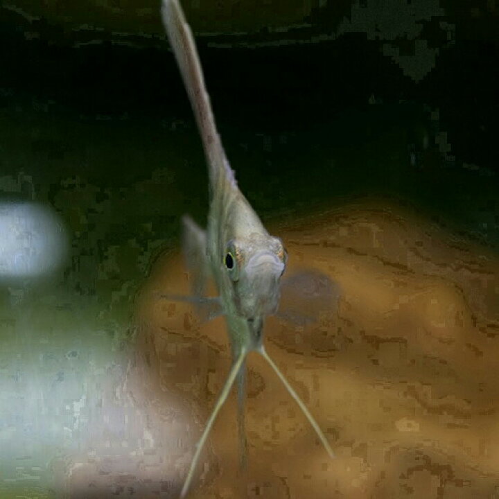 楽天市場 熱帯魚 生体 コロンビア アルタムエンゼル ワイルド 約２ 3ｃｍ １匹 水槽 熱帯魚 観賞魚 飼育 生体 通販 販売 アクアリウム あくありうむ ネオス 楽天市場店