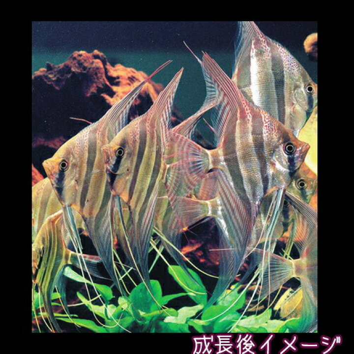 楽天市場】(熱帯魚 生体)コロンビア アルタムエンゼル【ワイルド 
