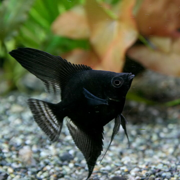 楽天市場 熱帯魚 生体 ブラックエンゼルフィッシュ 約３ 5cm １匹 水槽 熱帯魚 観賞魚 飼育 生体 通販 販売 アクアリウム あくありうむ 小型 ネオス 楽天市場店