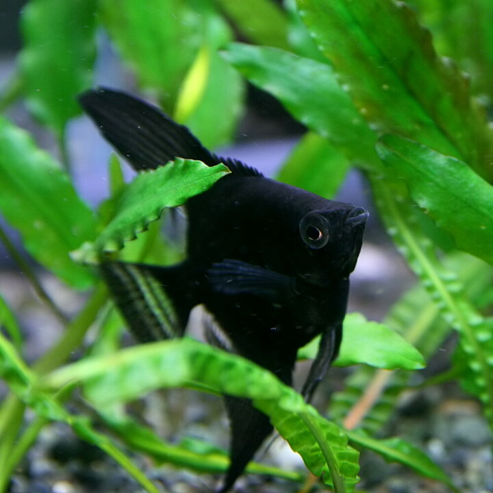 楽天市場 熱帯魚 生体 ブラックエンゼルフィッシュ 約３ 5cm １匹 水槽 熱帯魚 観賞魚 飼育 生体 通販 販売 アクアリウム あくありうむ 小型 ネオス 楽天市場店