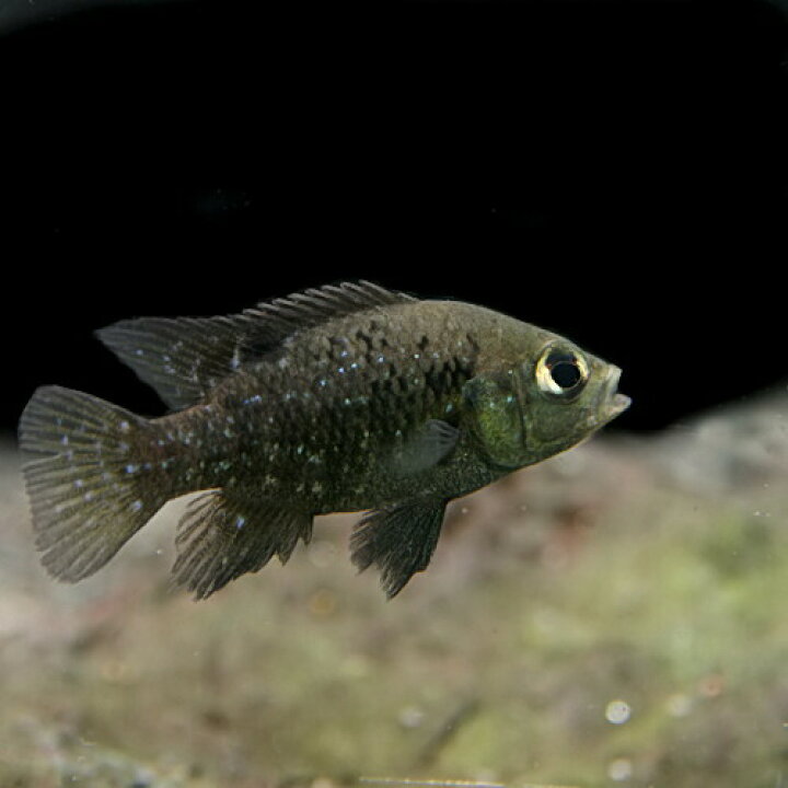 楽天市場】(熱帯魚 生体)パラティラピア ポレニィ （約10cm）（1匹 