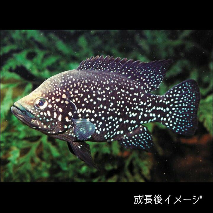 楽天市場 熱帯魚 生体 パラティラピア ポレニィ 約１０cm １匹 ポレニー 水槽 熱帯魚 観賞魚 飼育 生体 通販 販売 アクアリウム あくありうむ 小型 ネオス 楽天市場店