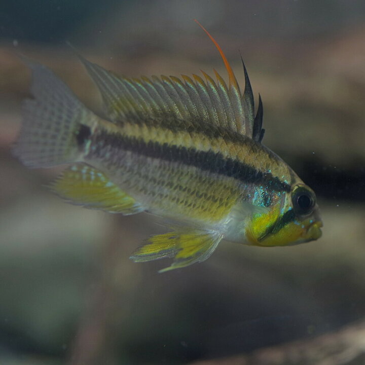 楽天市場 熱帯魚 生体 アピストグラマ ユルエンシス ペルー産 約２ ５ ４cm １ペア 水槽 熱帯魚 観賞魚 飼育 生体 通販 販売 アクアリウム あくありうむ 小型 ネオス 楽天市場店