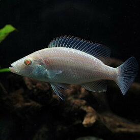 楽天市場 アフリカン シクリッドの通販