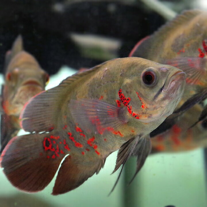 楽天市場】(熱帯魚 生体)ルビーレッドオスカー （約8cm）（1匹 