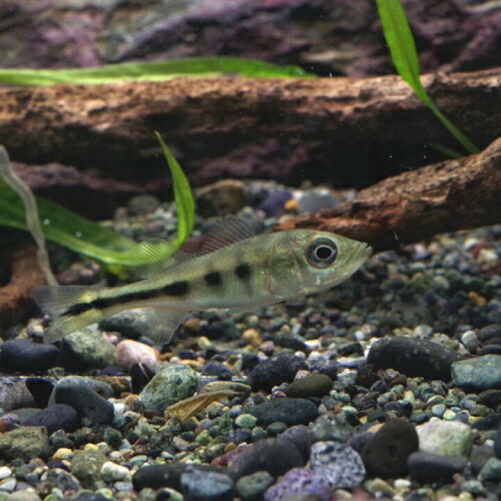楽天市場】(熱帯魚 生体)キクラ モノクルス （約4cm）（1匹）【水槽 