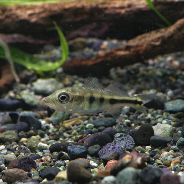 楽天市場】(熱帯魚 生体)キクラ モノクルス （約4cm）（1匹）【水槽 