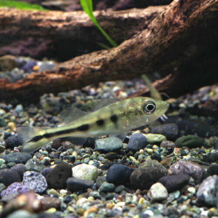 楽天市場】(熱帯魚 生体)キクラ モノクルス （約4cm）（1匹）【水槽 