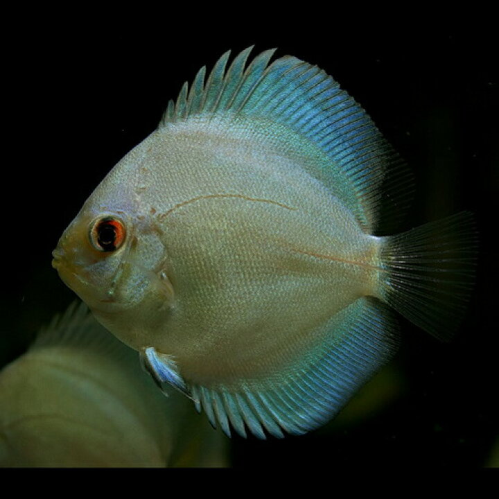 楽天市場 熱帯魚 生体 リフレクション ブルーダイヤ ディスカス ペナン 約６cm １匹 水槽 熱帯魚 観賞魚 飼育 生体 通販 販売 アクアリウム あくありうむ 小型 ネオス 楽天市場店
