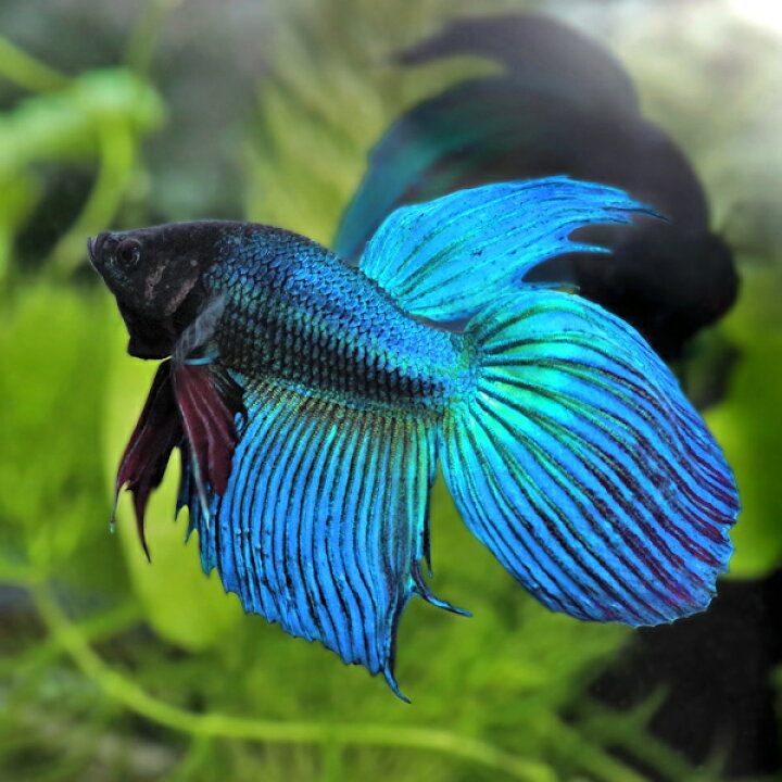 楽天市場 熱帯魚 ベタ ベタ トラディショナル オス 緑系 約５cm １匹 水槽 熱帯魚 観賞魚 飼育 生体 通販 販売 アクアリウム あくありうむ 小型 ネオス 楽天市場店