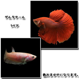 楽天市場 熱帯魚ベタの通販