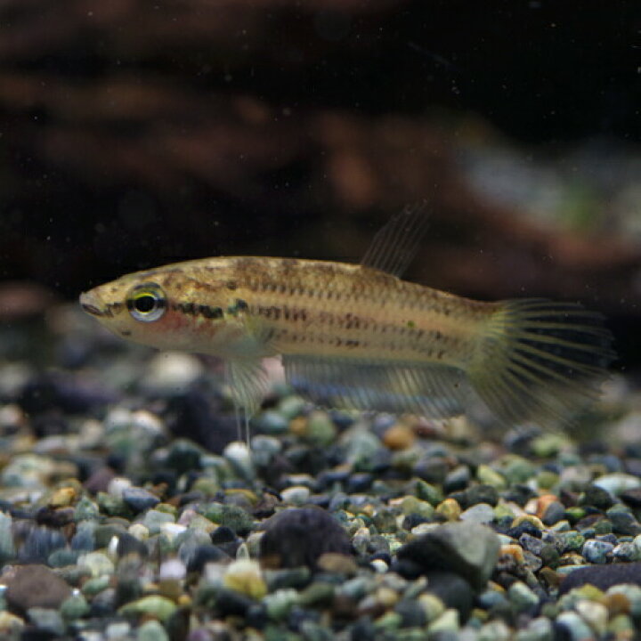 楽天市場 熱帯魚 生体 ワイルドベタ シンプレックス 約３ ４cm １匹 水槽 熱帯魚 観賞魚 飼育 生体 通販 販売 アクアリウム あくありうむ 小型 ネオス 楽天市場店
