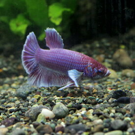 楽天市場 ベタ ダンボ 熱帯魚 アクアリウム ペット ペットグッズ の通販
