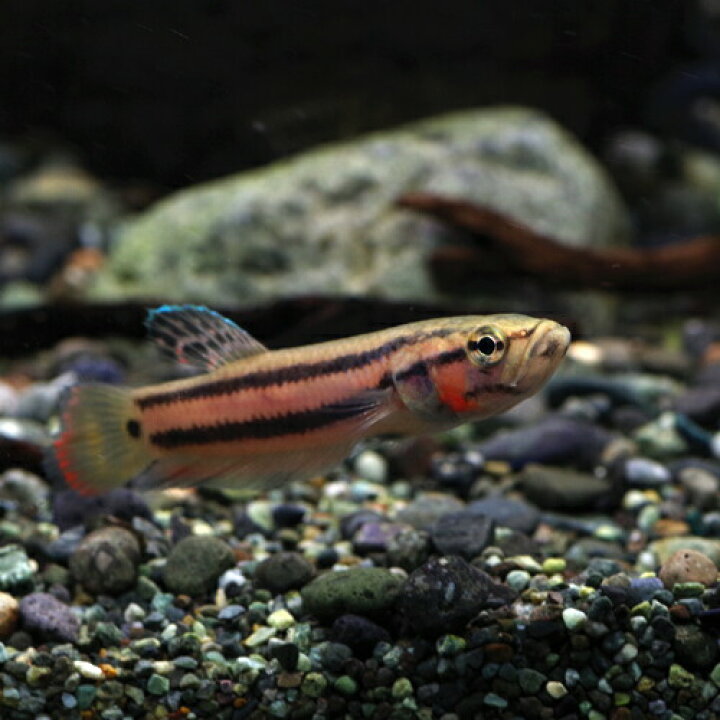 楽天市場 熱帯魚 生体 ワイルド ベタ マクロストマ マルディ産 約4cm 1ペア 水槽 熱帯魚 観賞魚 飼育 生体 通販 販売 アクアリウム あくありうむ 小型 ネオス 楽天市場店 楽天市場 熱帯魚 生体 ワイルド ベタ マクロストマ マルディ産 約4cm 1ペア 水槽 熱帯魚 観賞魚 飼育 生体 通販 販売 アクアリウム あくありうむ 小型 ネオス 楽天市場店